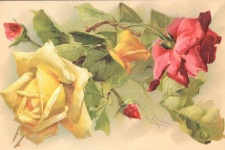 Roses Catherine Klein
