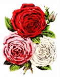 Roses For You Red Pink White Flower