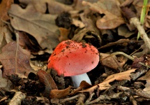 Russula Emetica Mushroom In Leaves