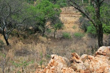 Scene With African Bush And Veld