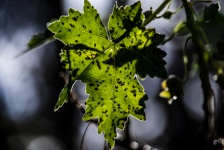 Single Translucent Leaf