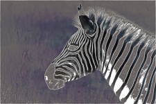 Sketch Invert Image Of Zebra Head