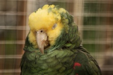 Sleeping Yellow-headed Parrot