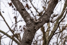 Small Gray Bird On A Tree Limb