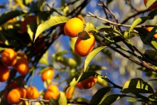 Small Oranges Against Blue Sky