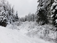 Snow Forest Winter Landscape