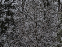 Snowing On Branches