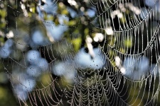Sparkling Spider Web Close-up