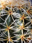 Spiky Cactus Close Up