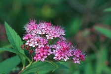 Spray Of Small Pink Flowers