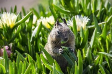 Squirrel Eating Ice Plant