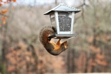 Squirrel Hanging Underneath Feeder