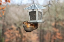 Squirrel On Bird Feeder