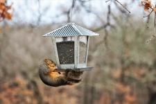 Squirrel On Hanging Bird Feeder