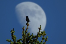 Starling And The Moon D & C