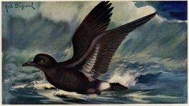 Storm Petrel Bird
