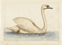 Swan Cygnus Olor
