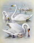 Swan Vintage Painting Print