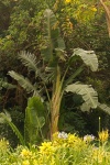 Tall Banana Tree