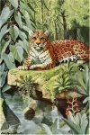 The Jaguar Panthera Onca 1920