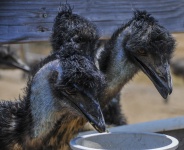 Three Emus