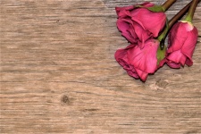 Three Pink Roses On Wood Background