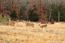 Three White-tailed Deer In Field