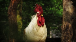 Animal Portrait Cock