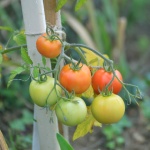 Tomatoes In The Garden