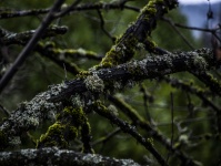 Tree Branch With Lichens