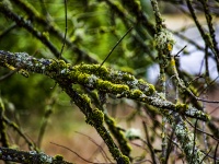Tree Branch With Lichens