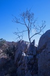 Tree Growing Out Of A Rocky Ledge