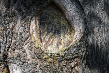 Tree Knot With Sap