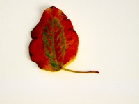 Tri-Color Autumn Leaf