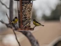 Trio Of Goldfinches