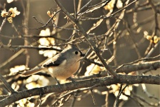 Tufted Titmouse And Tree Blossoms
