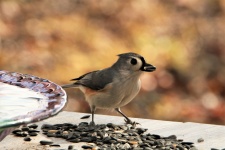 Tufted Titmouse With Sunflower Seed