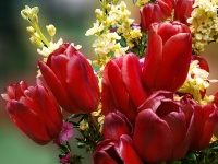 Tulips And Lilacs