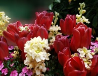 Tulips And Lilacs