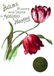 Tulips Vintage Seed Poster