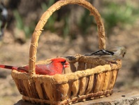 Two Birds In A Basket