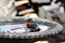 Two Bluebirds In Bird Bath