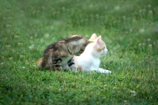 Two Kittens In The Grass