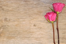 Two Pink Roses On Wood Background