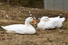 Two White Ducks Lying In Grass
