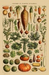 Vegetables Vintage Art Print