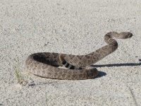 Venomous Rattlesnake