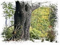 Wagon Wheel And Tree
