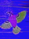 Warhol Bird
