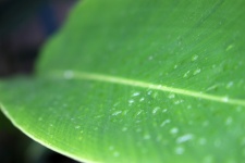 Water Drops Green Tropical Leaf